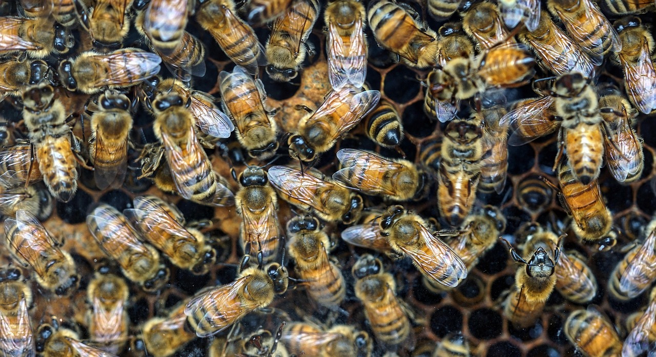 transhumanism hive mind collective nano tech assimilation