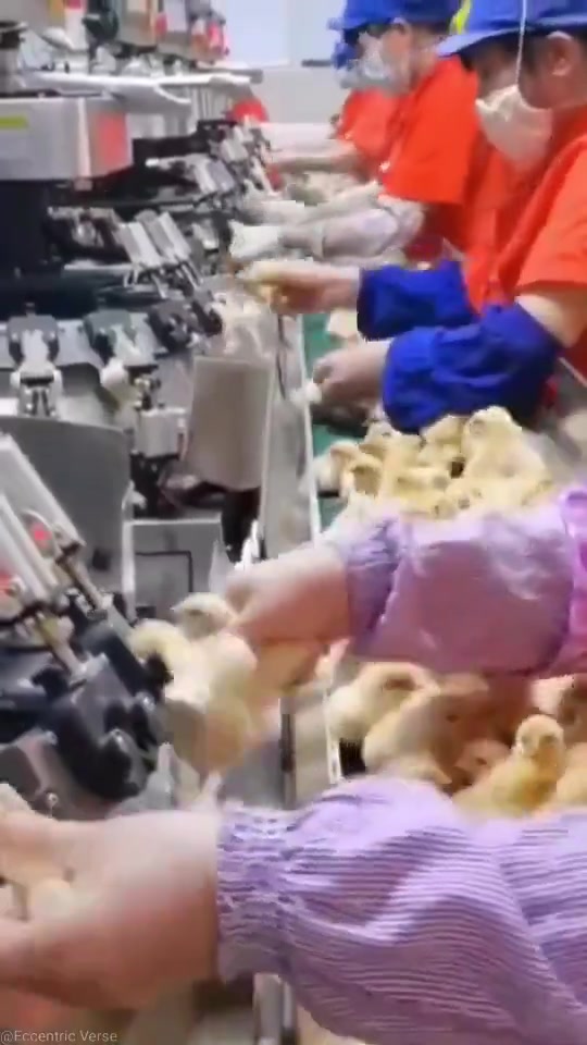how chickens are dosed with vaccines and growth hormones for fast food and other purposes…