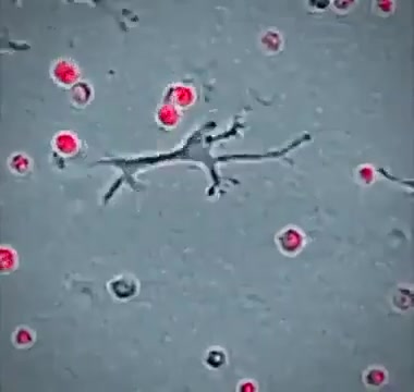 white blood cells capturing pathogens… the fingers identify friend of foe via the surface protein ID system and lysosomes digest the pathogen…. lysosomes are little pockets of acid… its the original nano tech….